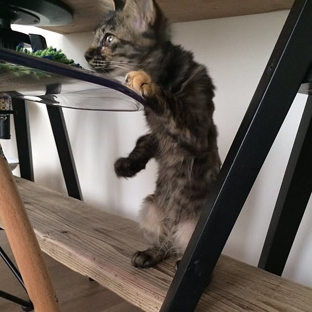 mikomaruさんの実例写真