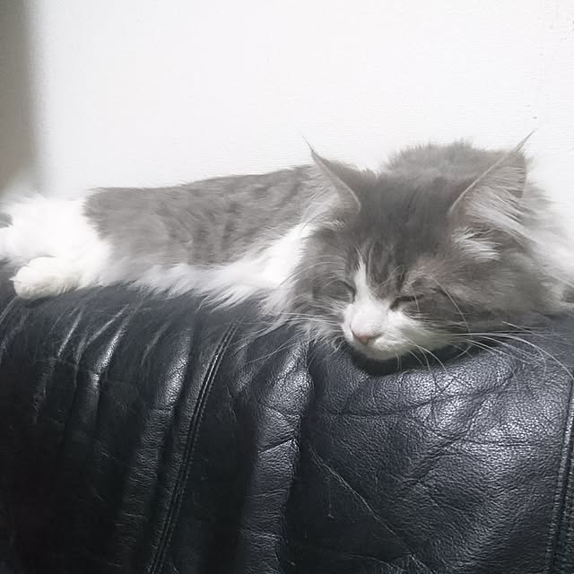 shinobuさんの実例写真