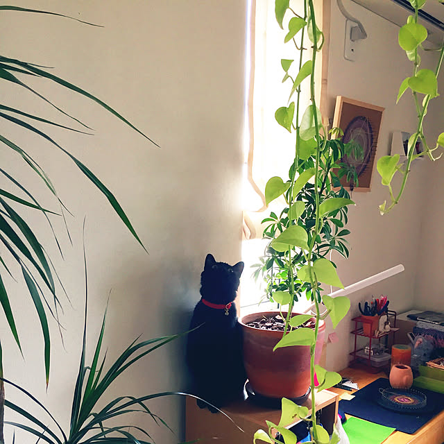 nanaさんの実例写真