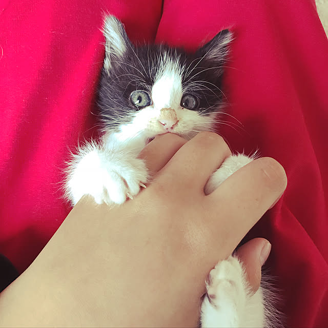 Chihiroさんの実例写真