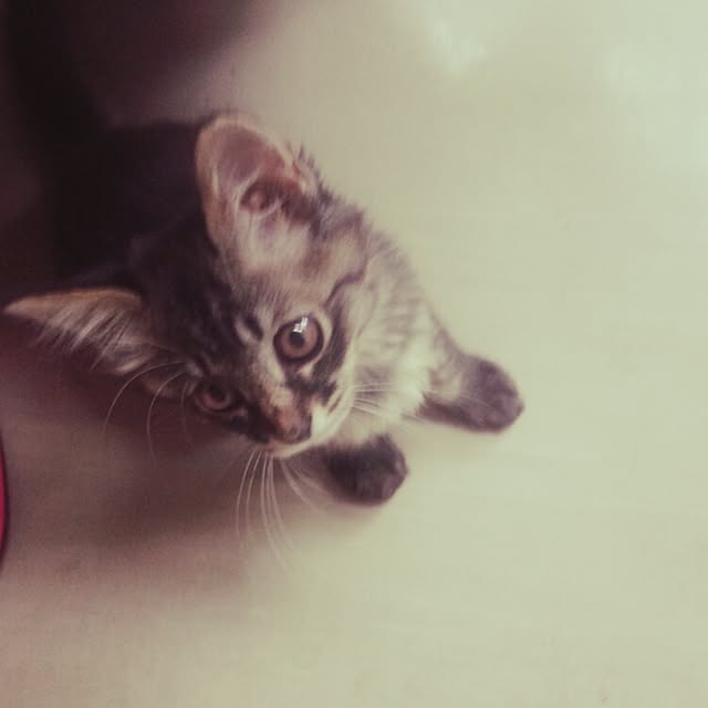puku.さんの実例写真