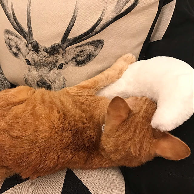 Satokoさんの実例写真