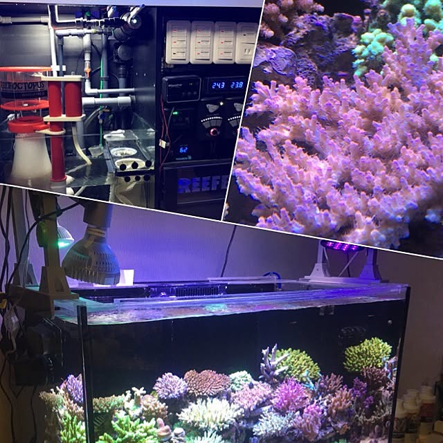 aquarium_seaさんの実例写真