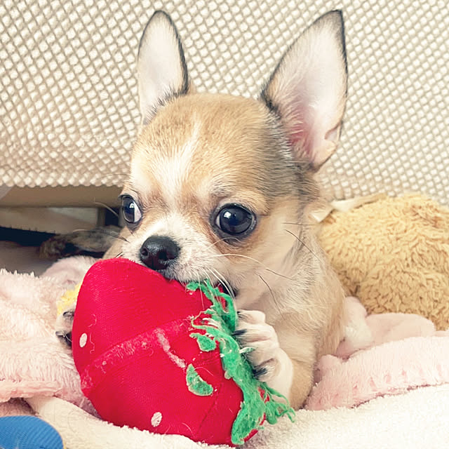 miiさんの実例写真