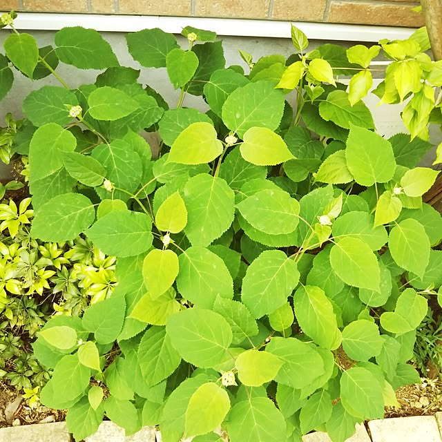LEAFさんの実例写真