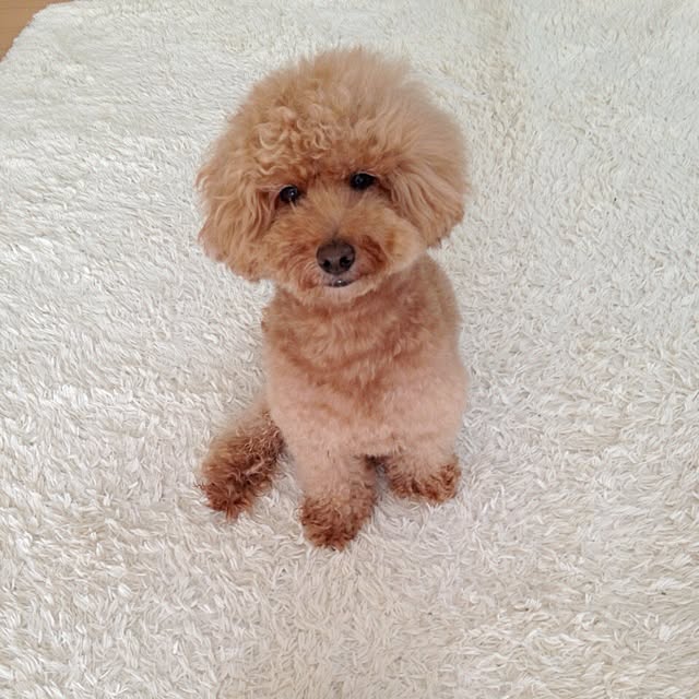 rookuさんの実例写真