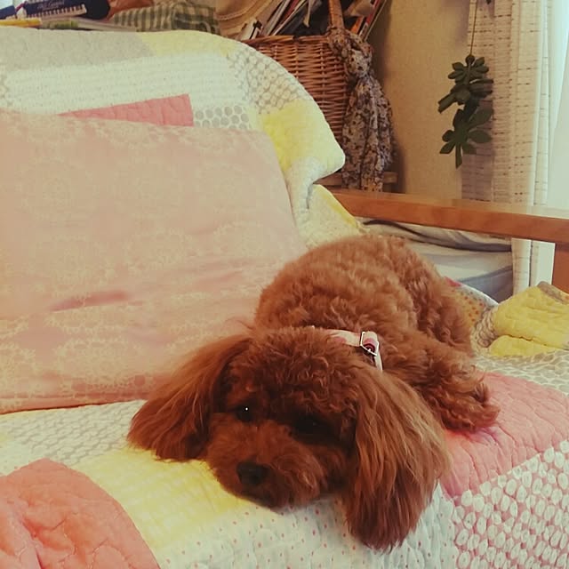 LDKさんの実例写真