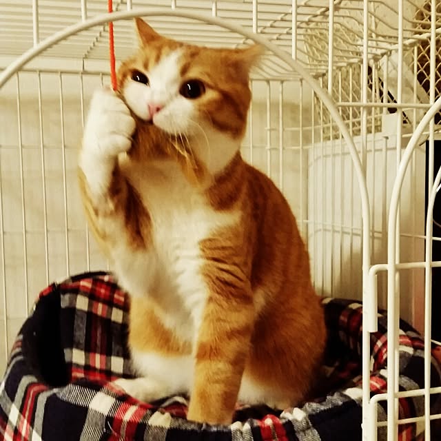 mi123さんの実例写真
