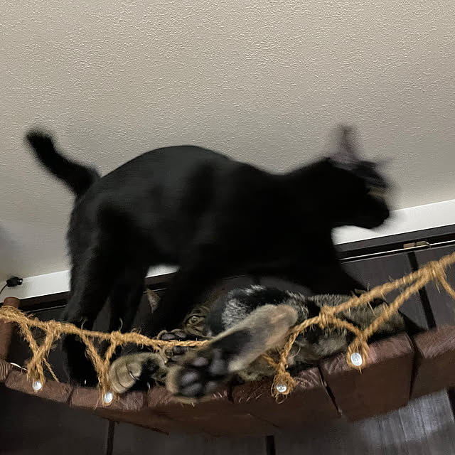 coolcats0528さんの部屋