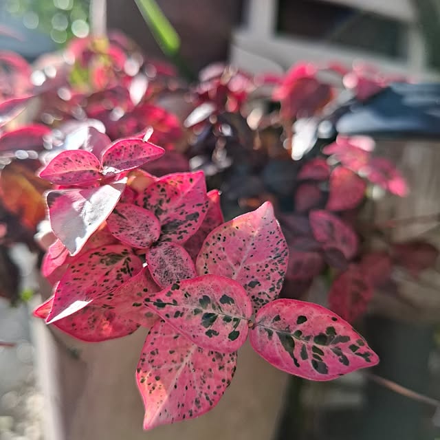 midoriさんの実例写真