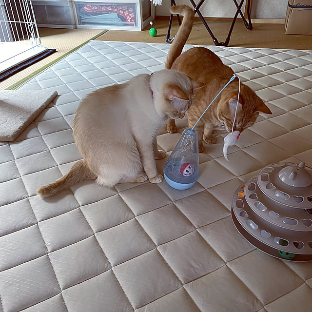 himetanさんの実例写真