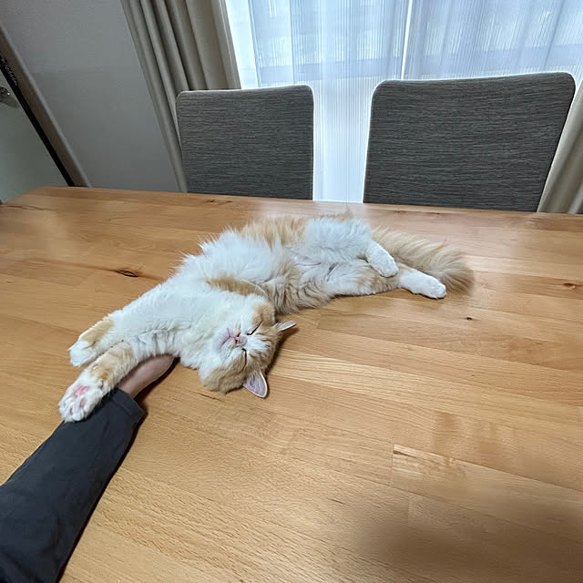 junさんの実例写真