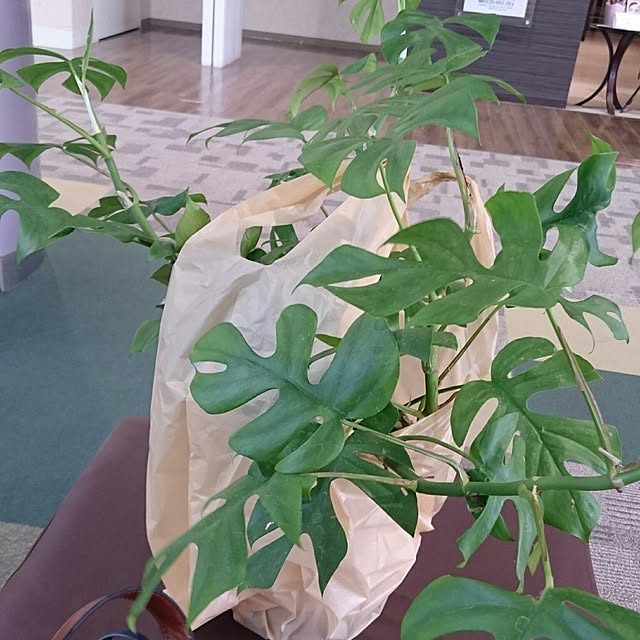 kotorinさんの実例写真
