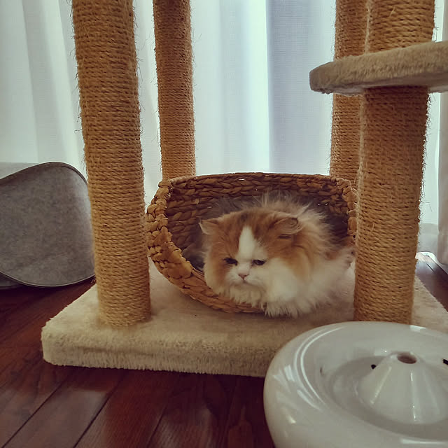 amutantanさんの実例写真