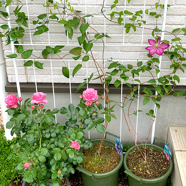 mariさんの実例写真