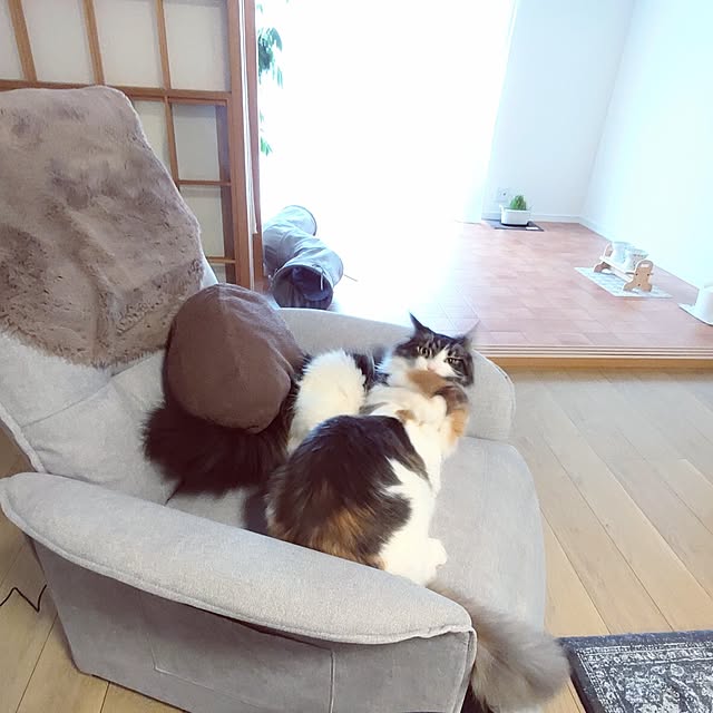 +CHIHARU+さんの部屋