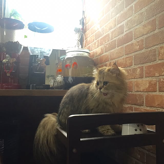 butachanさんの実例写真