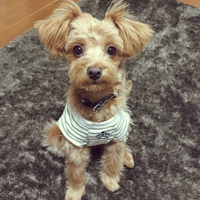 uticoさんの実例写真