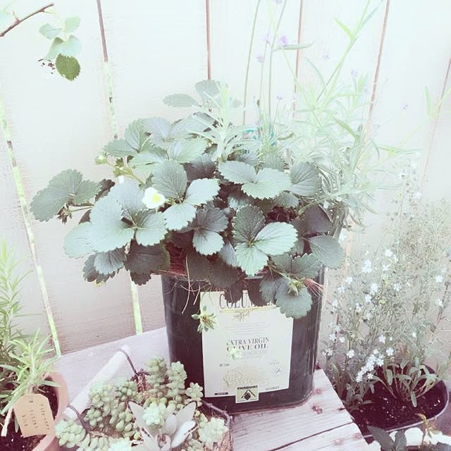 shihoさんの実例写真