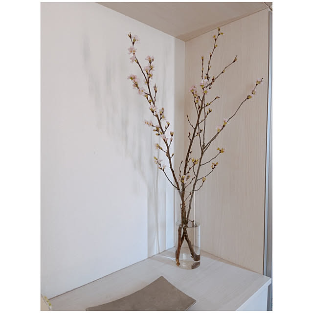 玄関/入り口/卒業おめでとう/桜/枝物飾りました/枝物のある暮らし...などのインテリア実例 - 2025-03-10 13:58:18