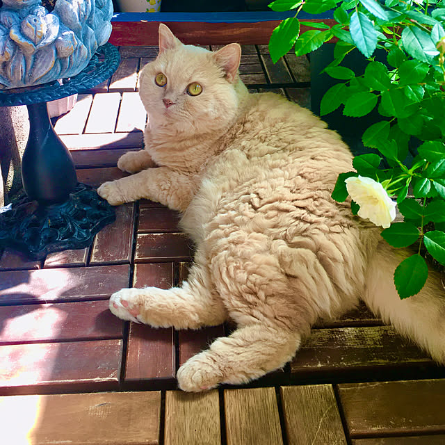 naokoさんの実例写真