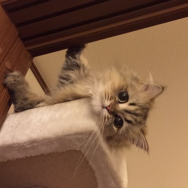 butachanさんの実例写真