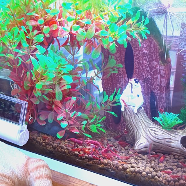 mariaさんの実例写真
