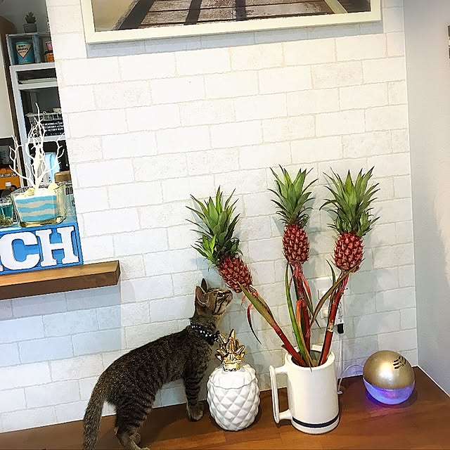 akkyさんの実例写真