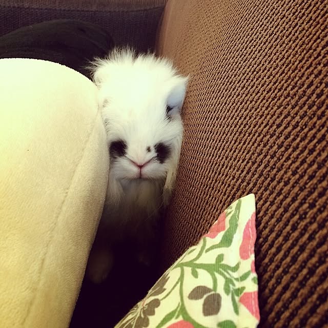 nonさんの実例写真