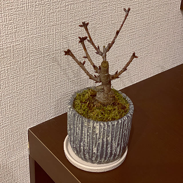 otsutaudonkoさんの実例写真
