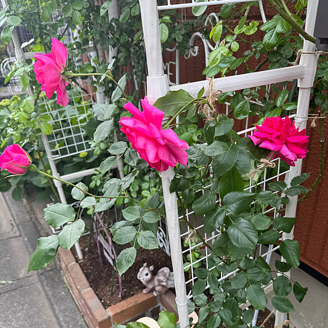 RoseLife5818さんの部屋