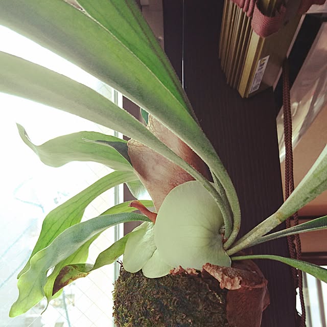 cocosorasakuさんの実例写真