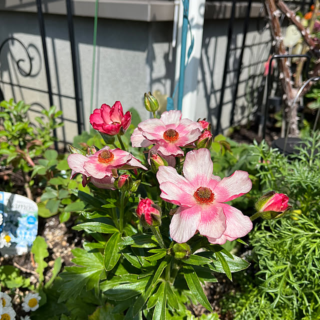 ichigodaihukさんの部屋