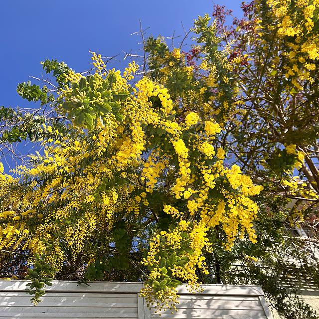 tomorinさんの部屋