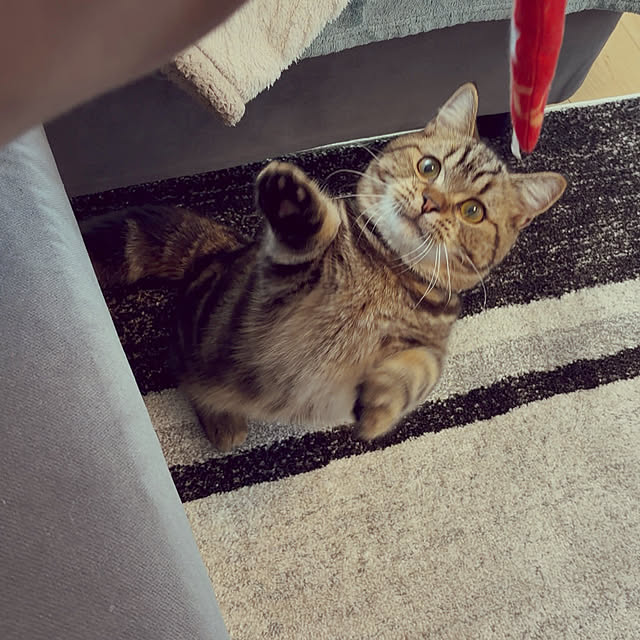 chiiさんのお部屋の写真