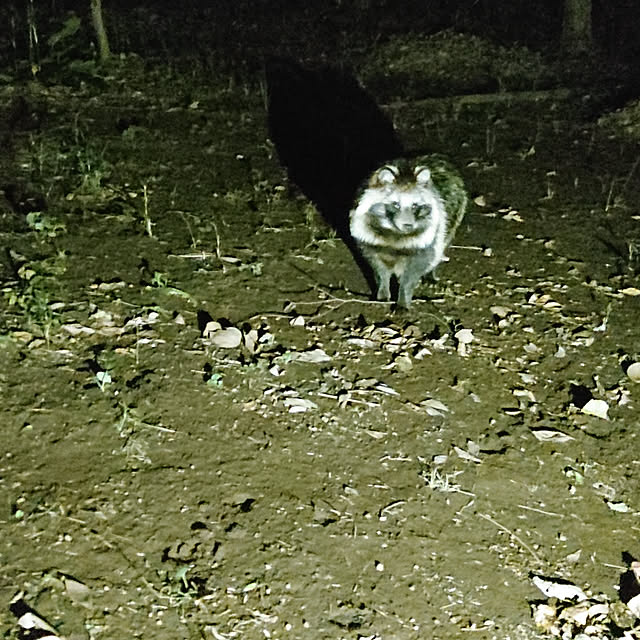 okyosan101さんの実例写真
