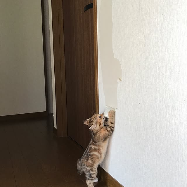 pepeさんの実例写真