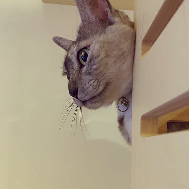 rapiさんの実例写真