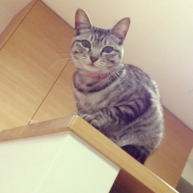 kokedamaさんの実例写真