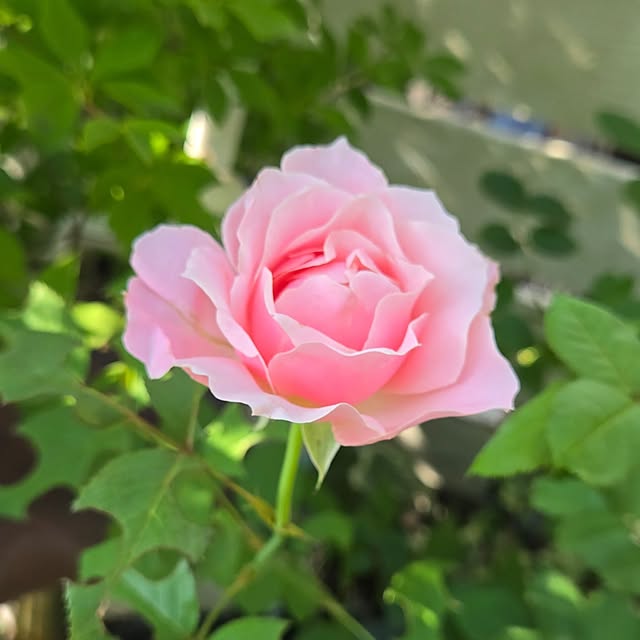min_nimさんの実例写真