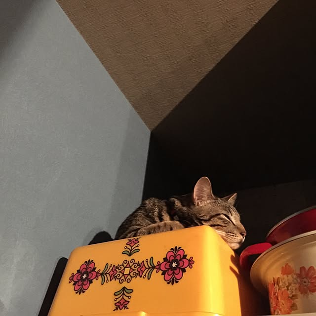 RIN5さんの実例写真
