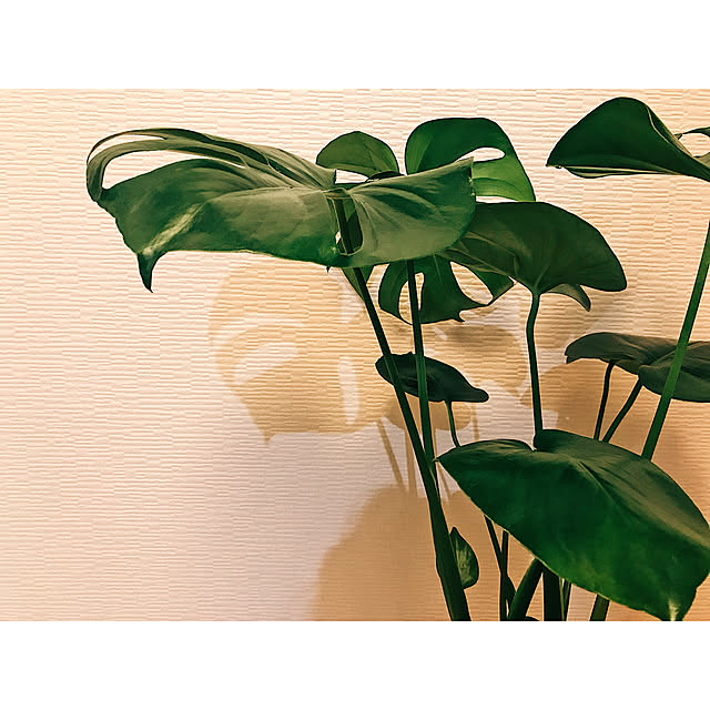 myk1018さんの実例写真