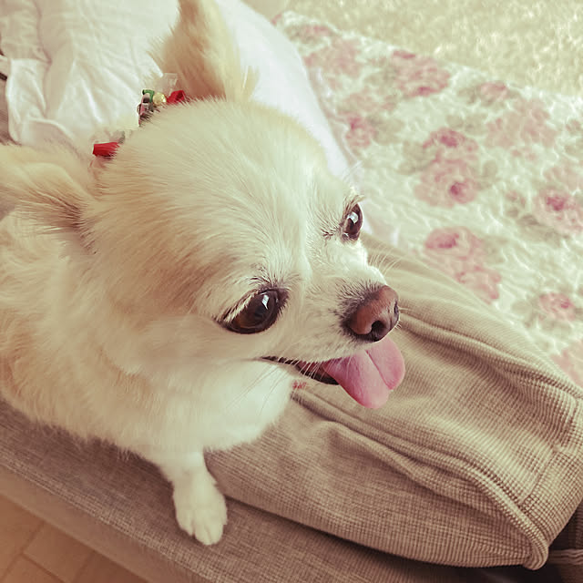 Sweetpeaさんの実例写真