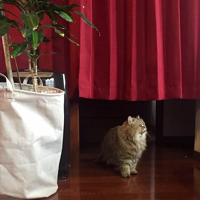 butachanさんの実例写真