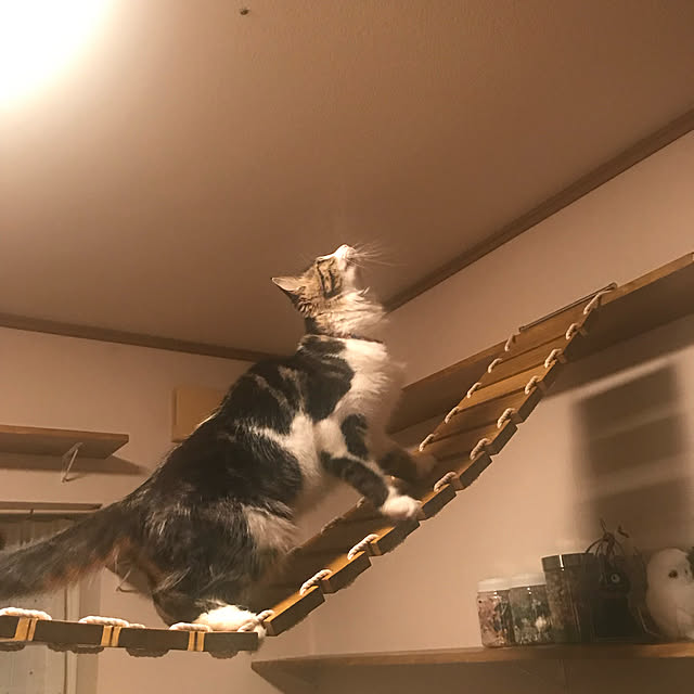 Leo_chan_08さんの実例写真