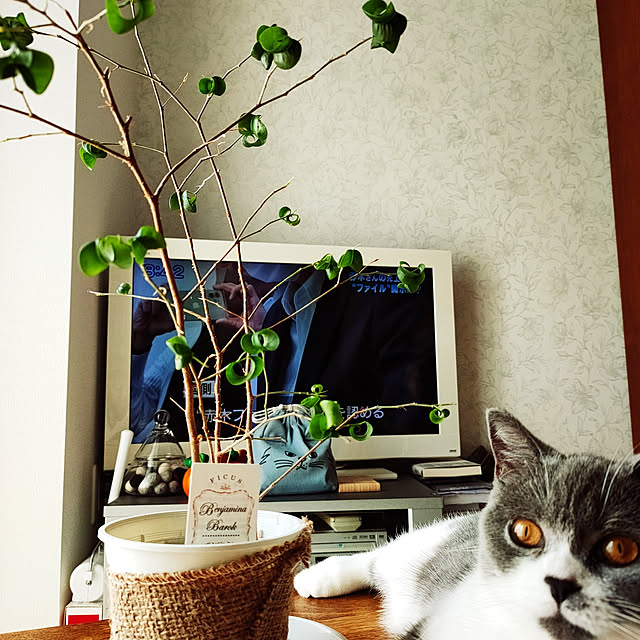 KEIKOさんの実例写真