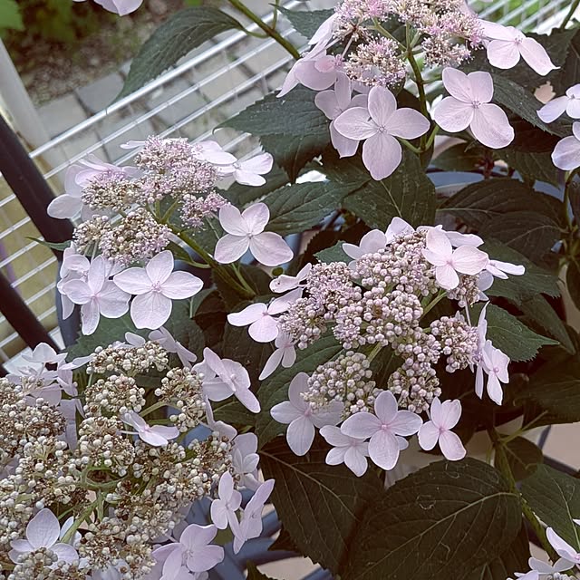 Bienvenueさんの部屋