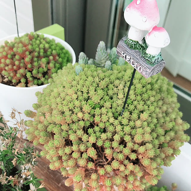 Cocoaさんの実例写真