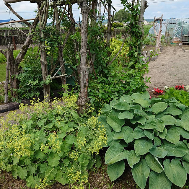 花のある暮らし/玄関/入り口のインテリア実例 - 2022-06-25 11:35:40