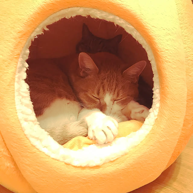 lavie0125さんの実例写真